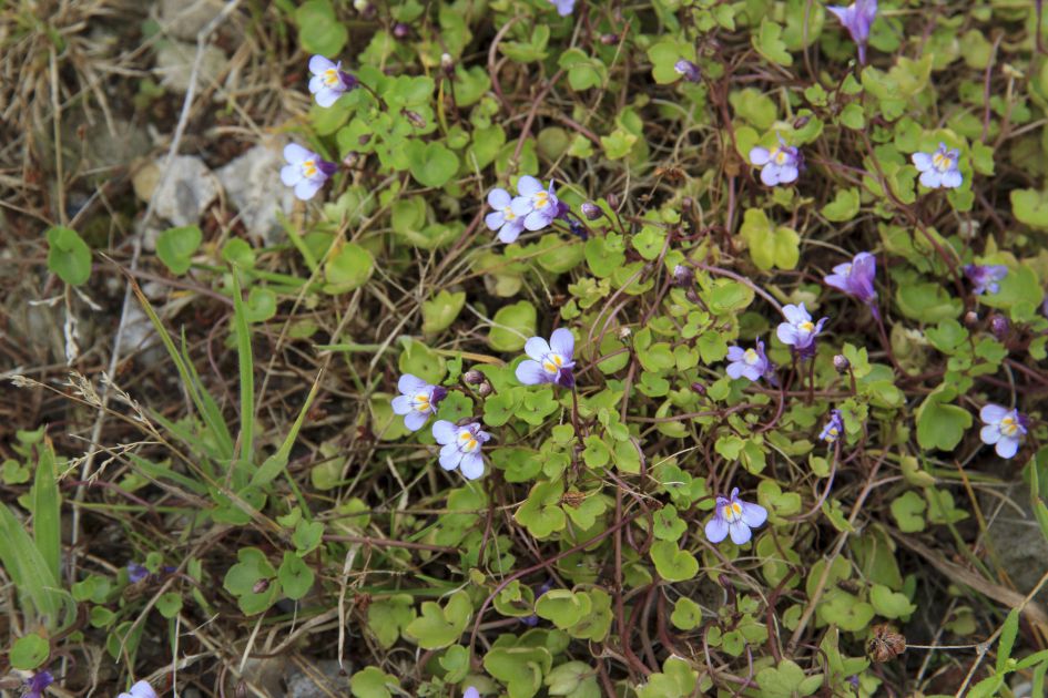 welk viooltje? is dit